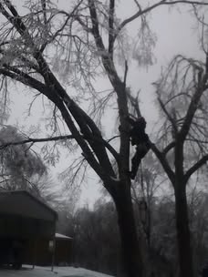 Tree worker positioned in branches during a removal job